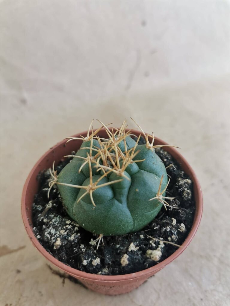 Gymnocalycium sp