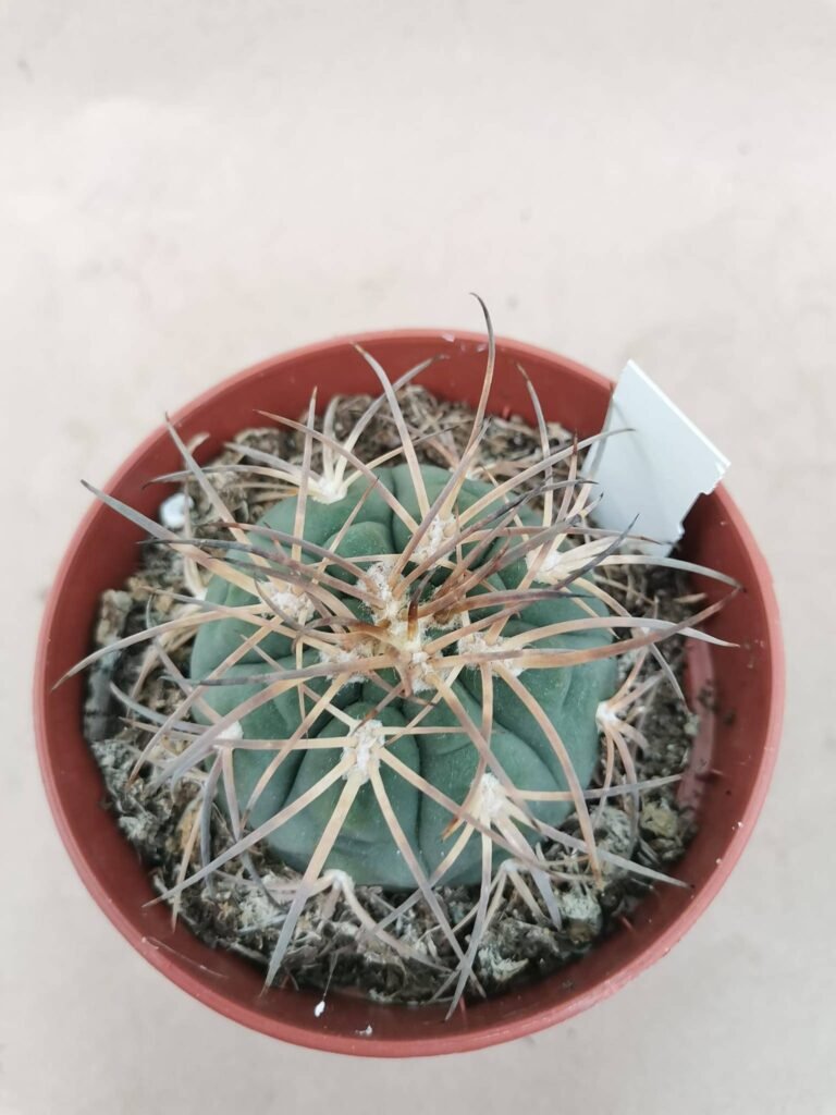 Gymnocalycium Spegazzinii