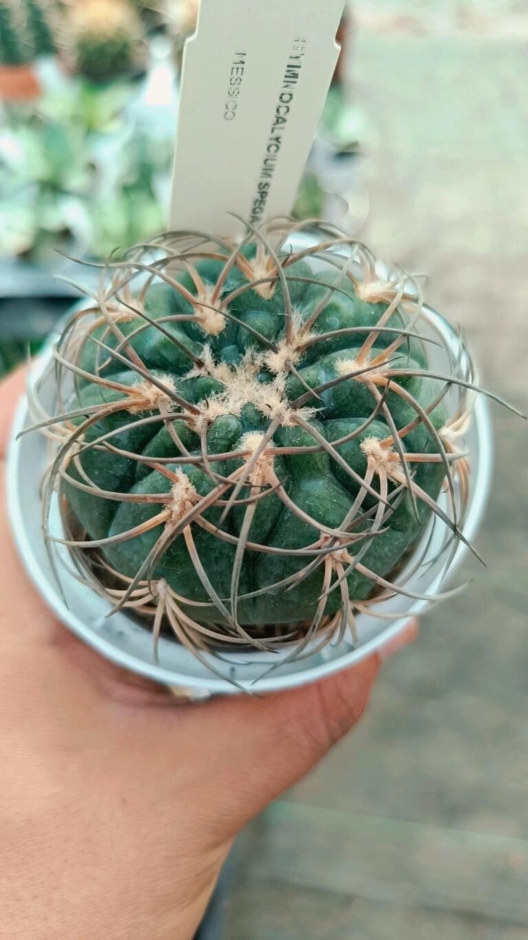 Gymnocalycium Spegazzinii