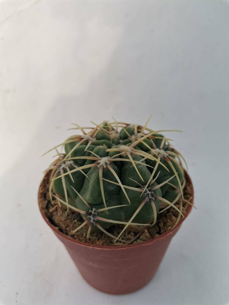 Gymnocalycium Spegazzinii tom 07-302/1
