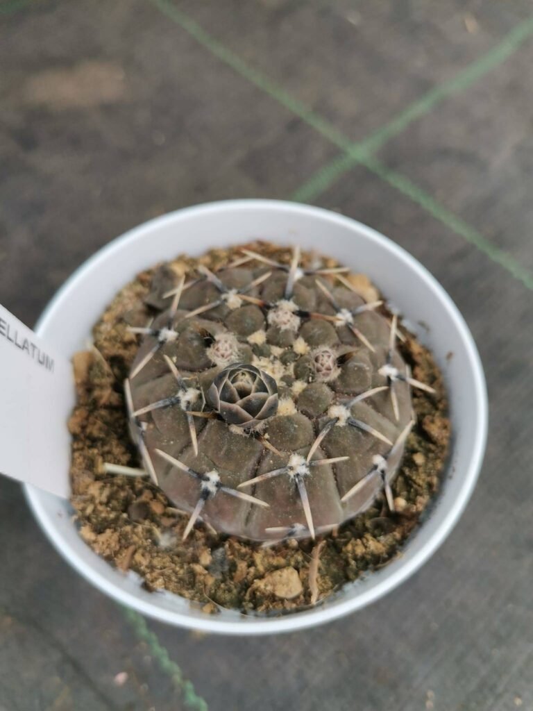 Gymnocalycium Stellatum