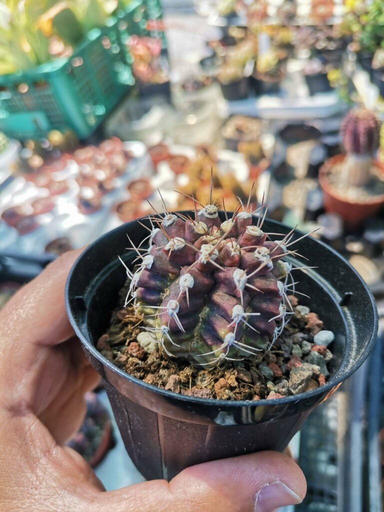 Gymnocalycium Mihanovichii Stenogonum