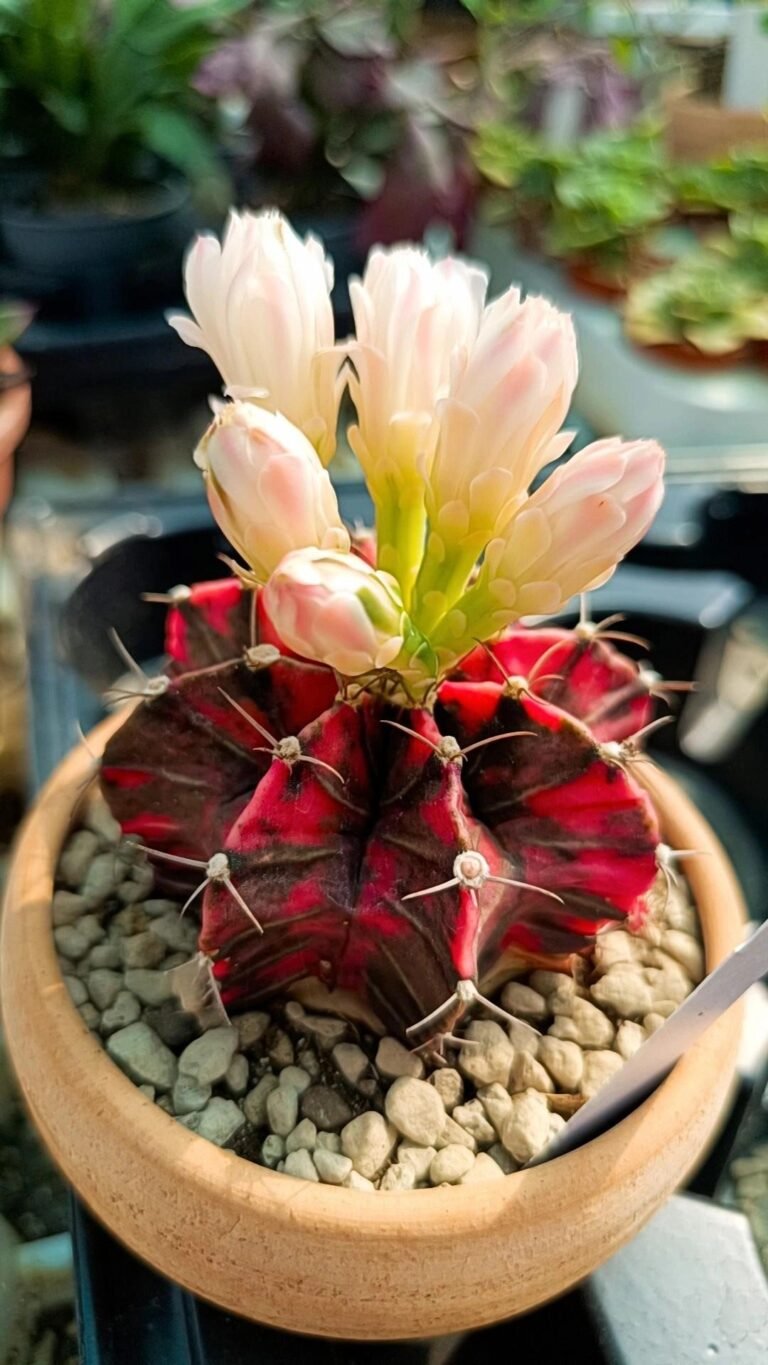Gymnocalycium thai variegata