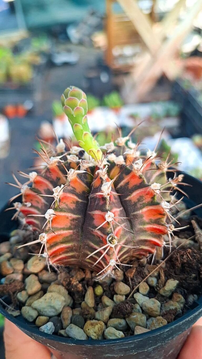 Gymnocalycium Mihanovichii Thai Variegata