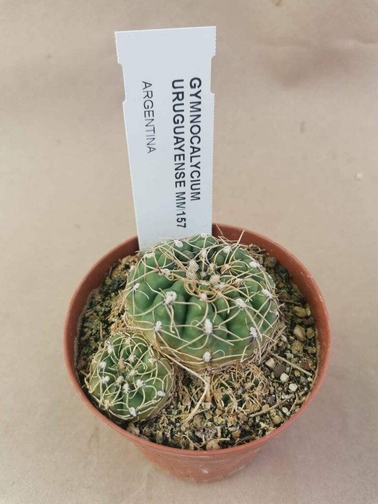 Gymnocalycium Uruguayense MM 157