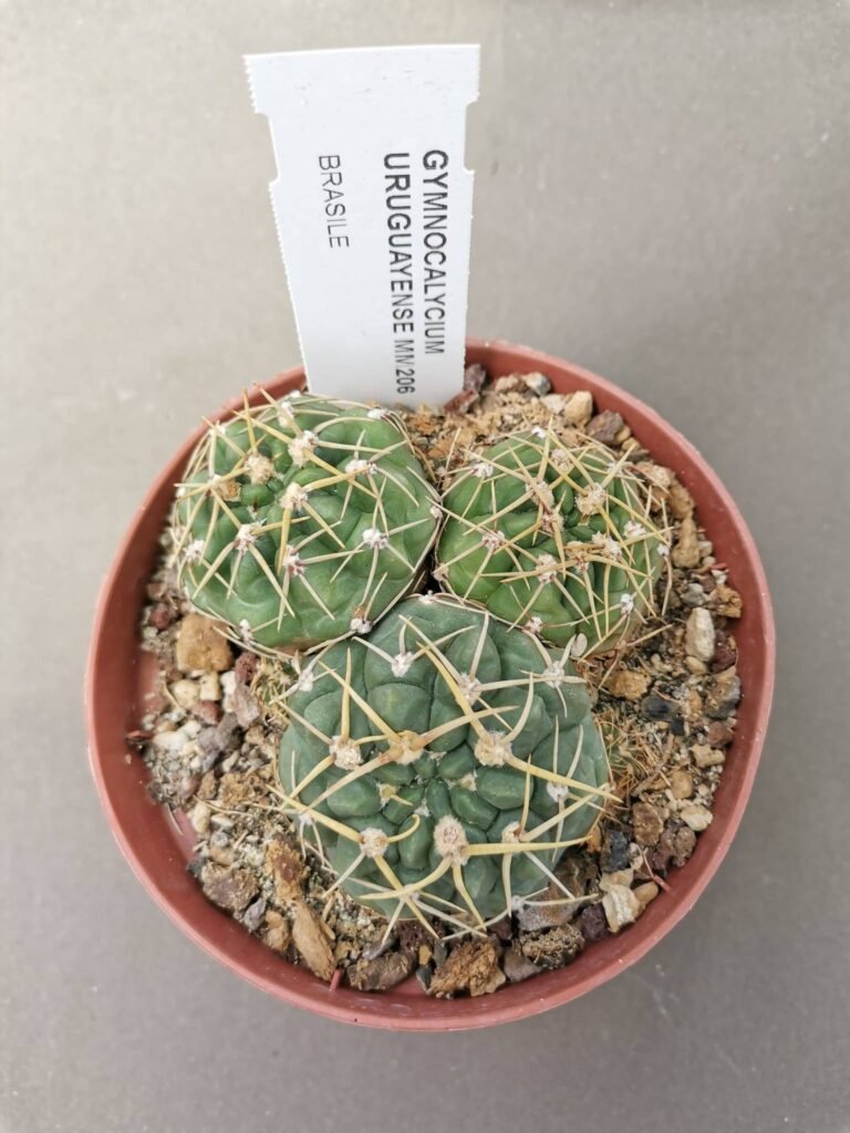Gymnocalycium Uruguayense MM 206