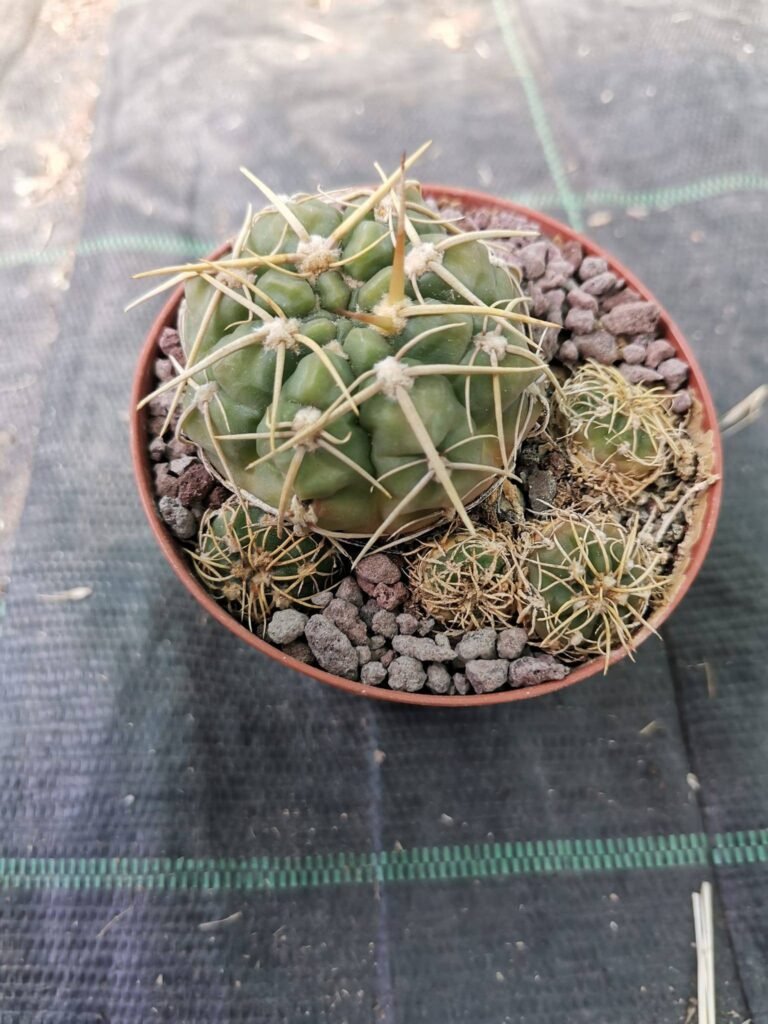 Gymnocalycium Uruguayense HV1072