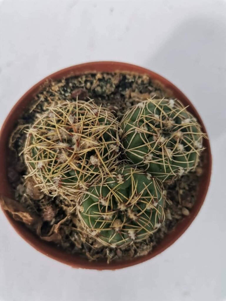 Gymnocalycium Uruguayense Netrelianum GF746