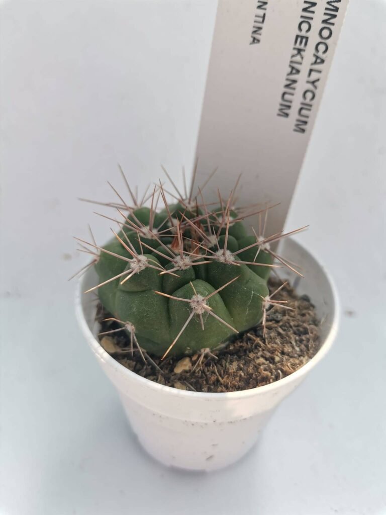 Gymnocalycium Valnicekianum