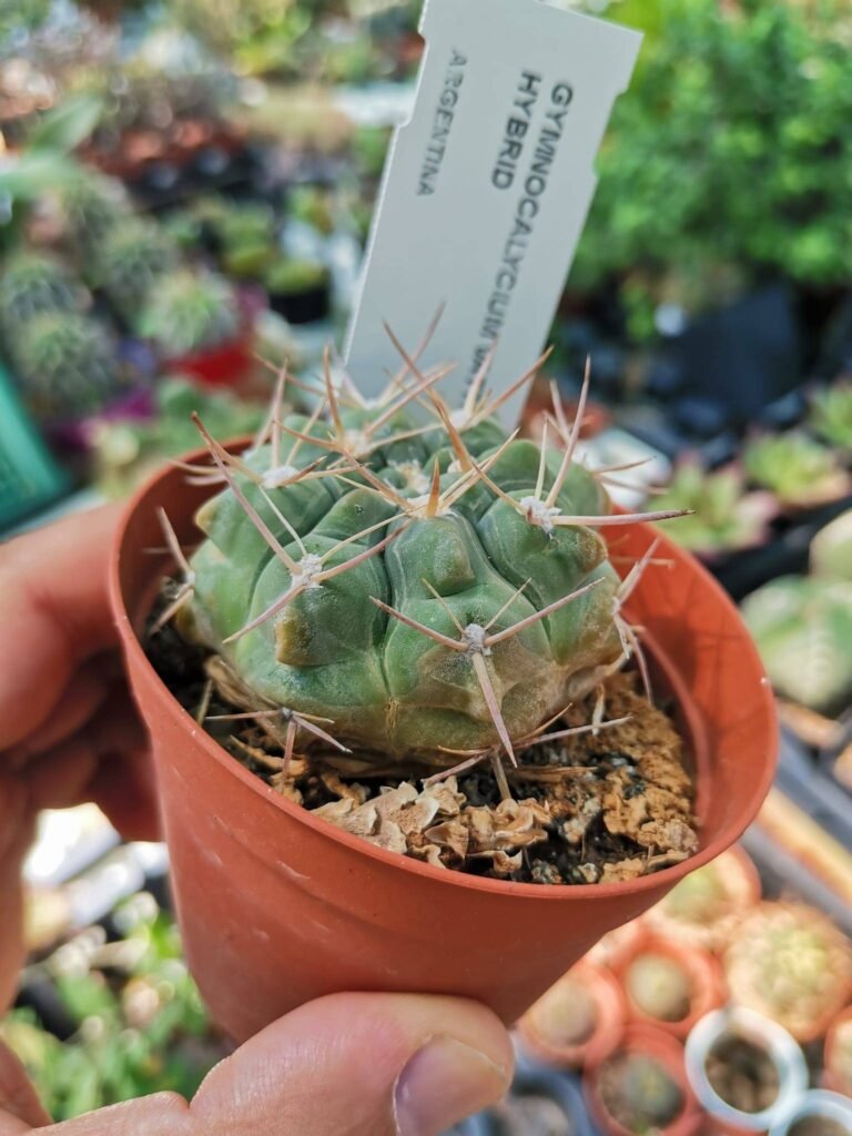 Gymnocalycium Vatteri Hybrid