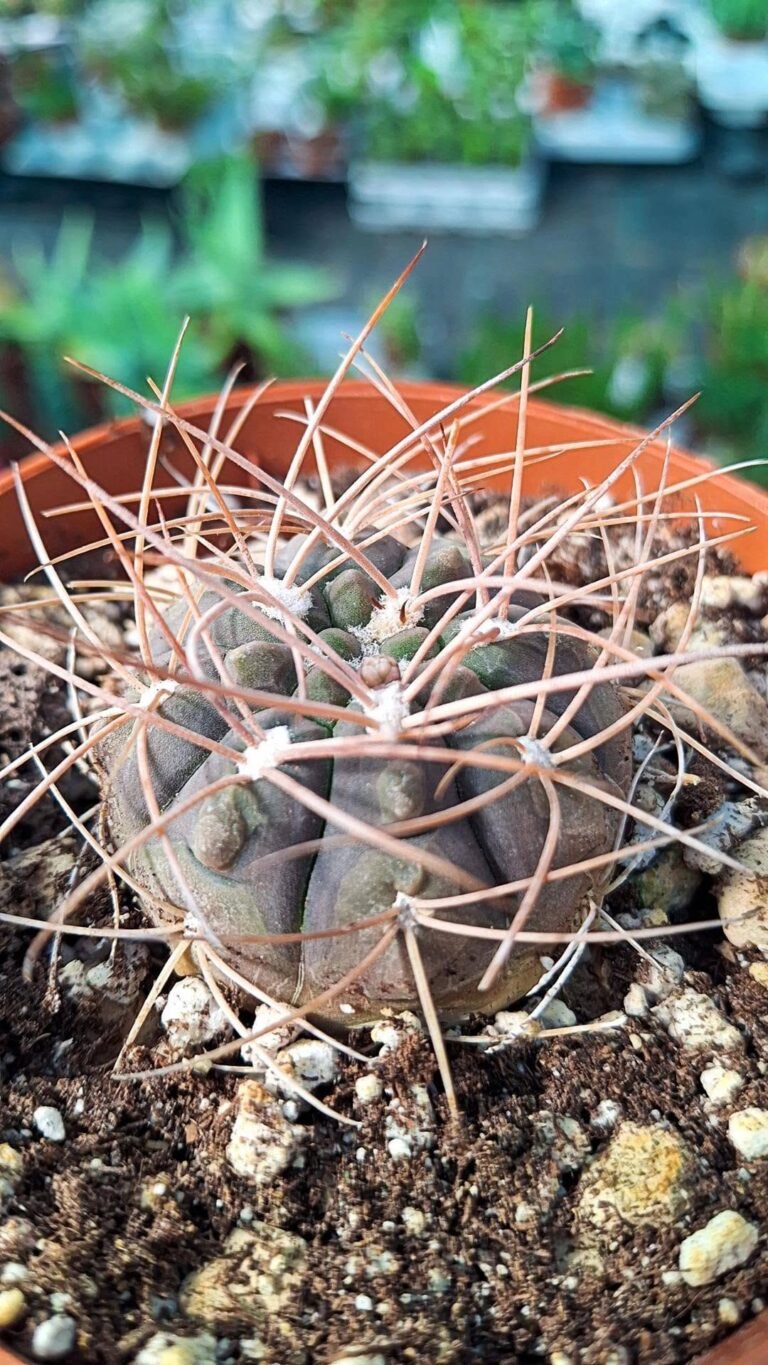 Gymnocalycium Weissianum