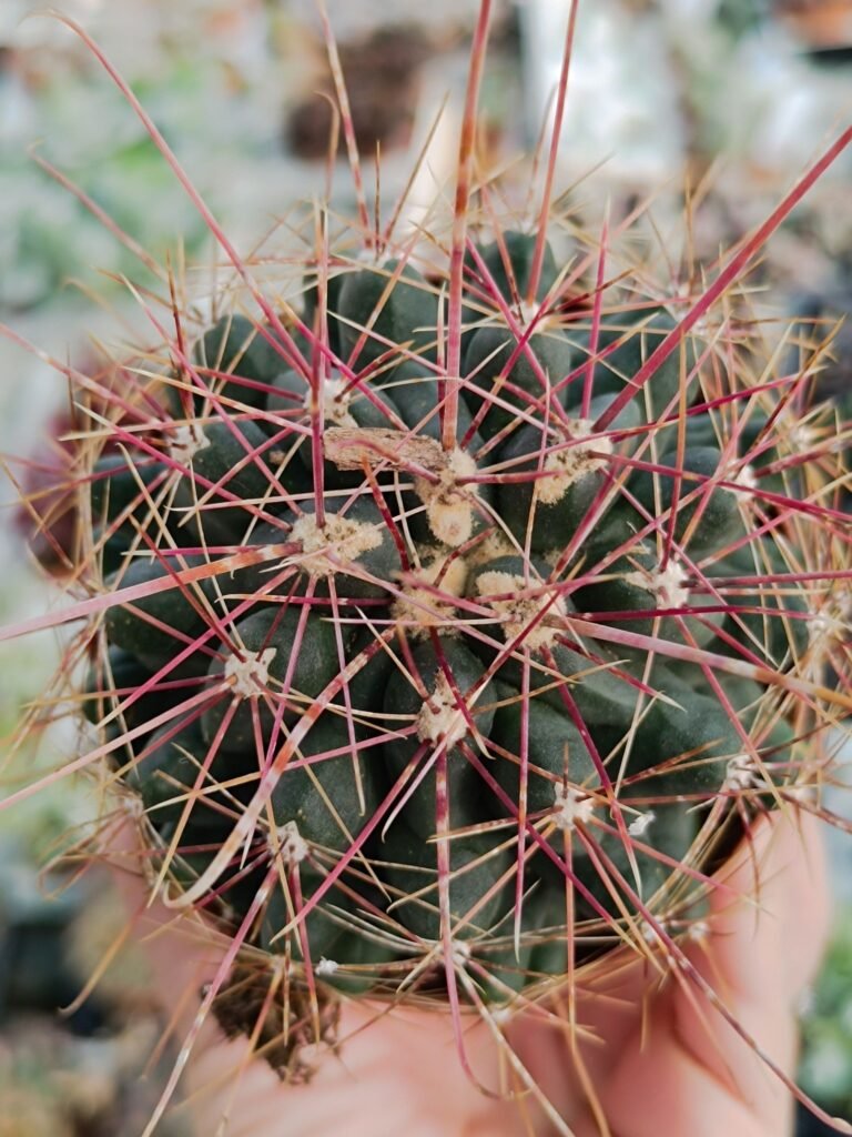 Hamatocactus Setispinus