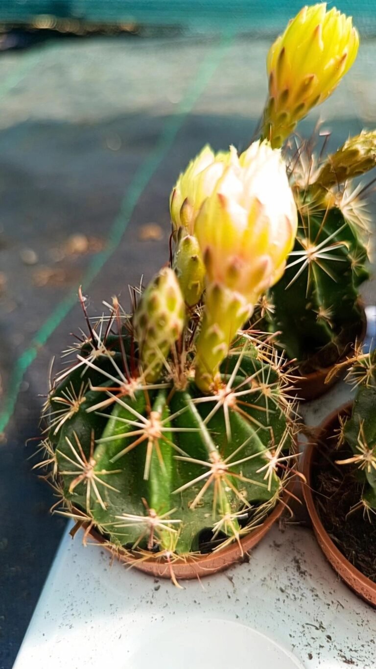 Hamatocactus setispinus