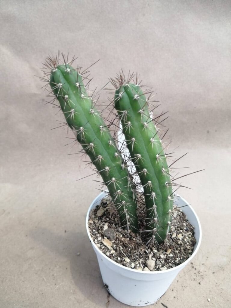 Harrisia Bonplandii