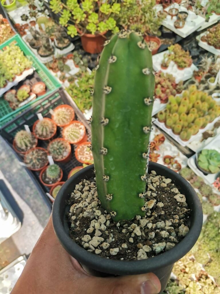 Harrisia Jusbertii