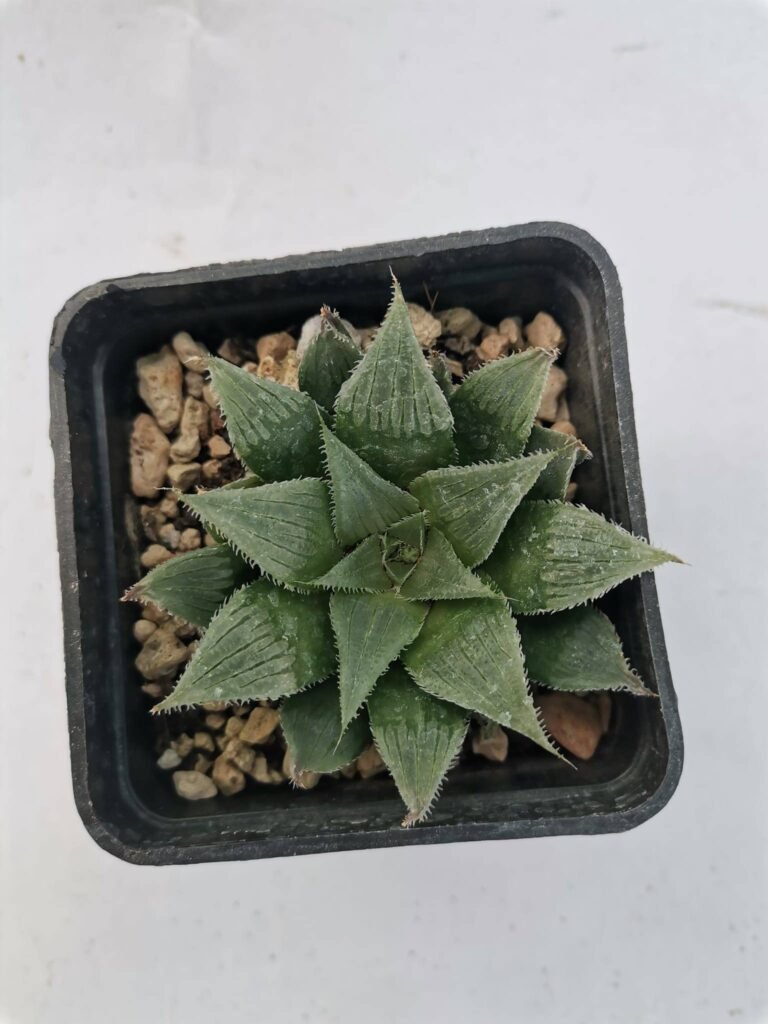 Haworthia Emperor Crown