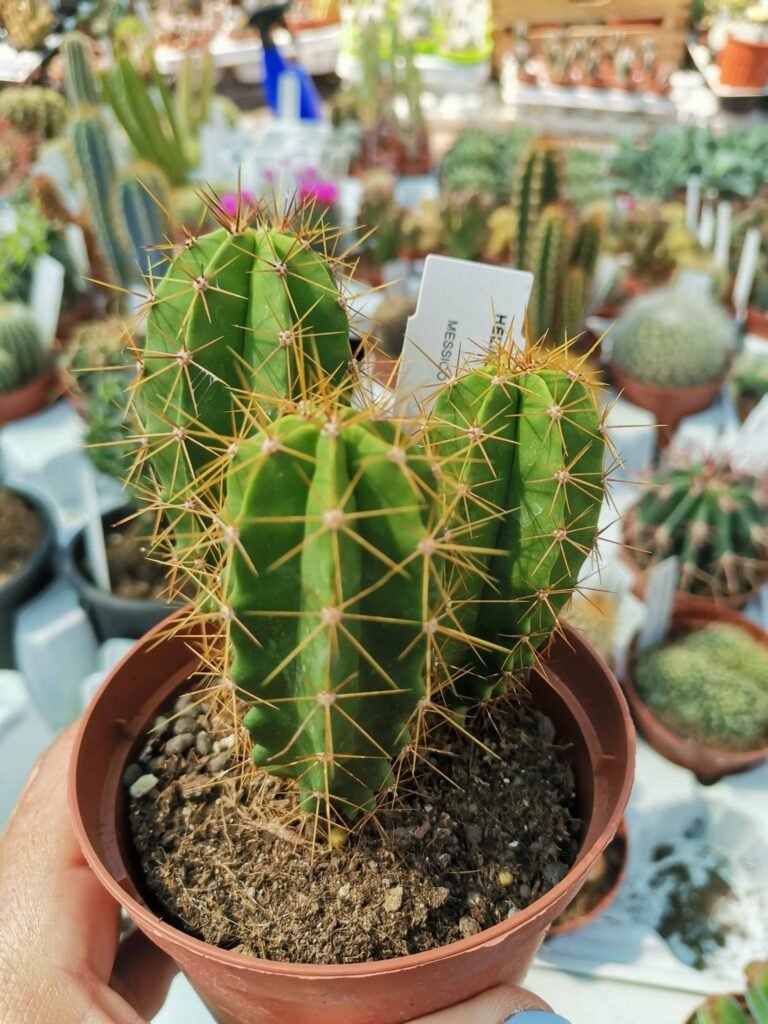 Heliabravoa Chende