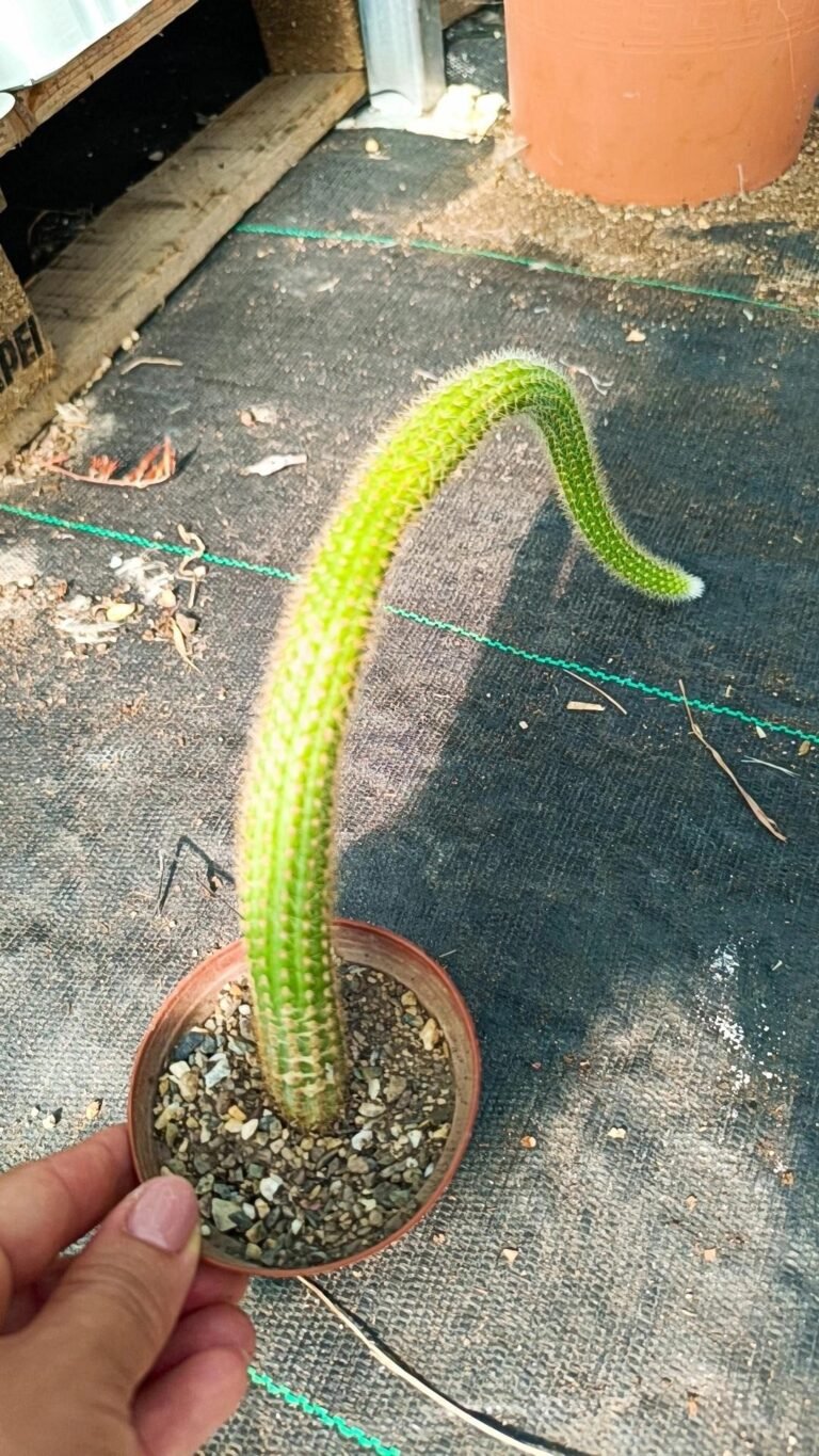 hildewintera hybrid Rolf