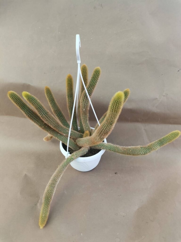 Hildewintera Aureispina