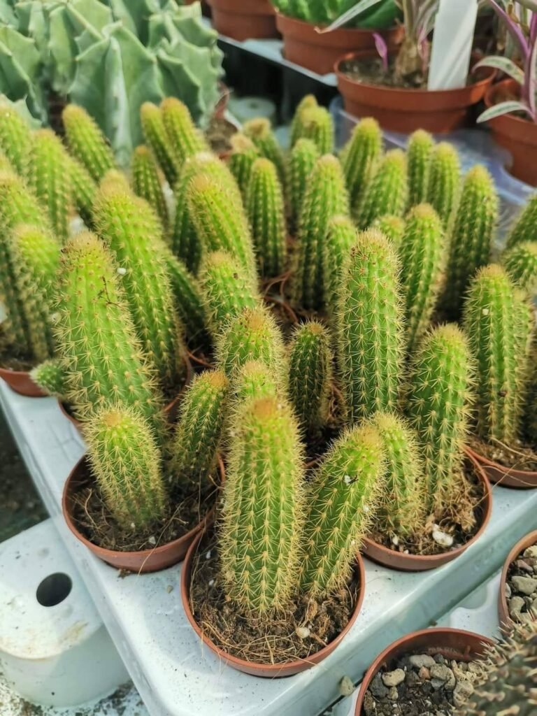 Hildewintera Aureispina