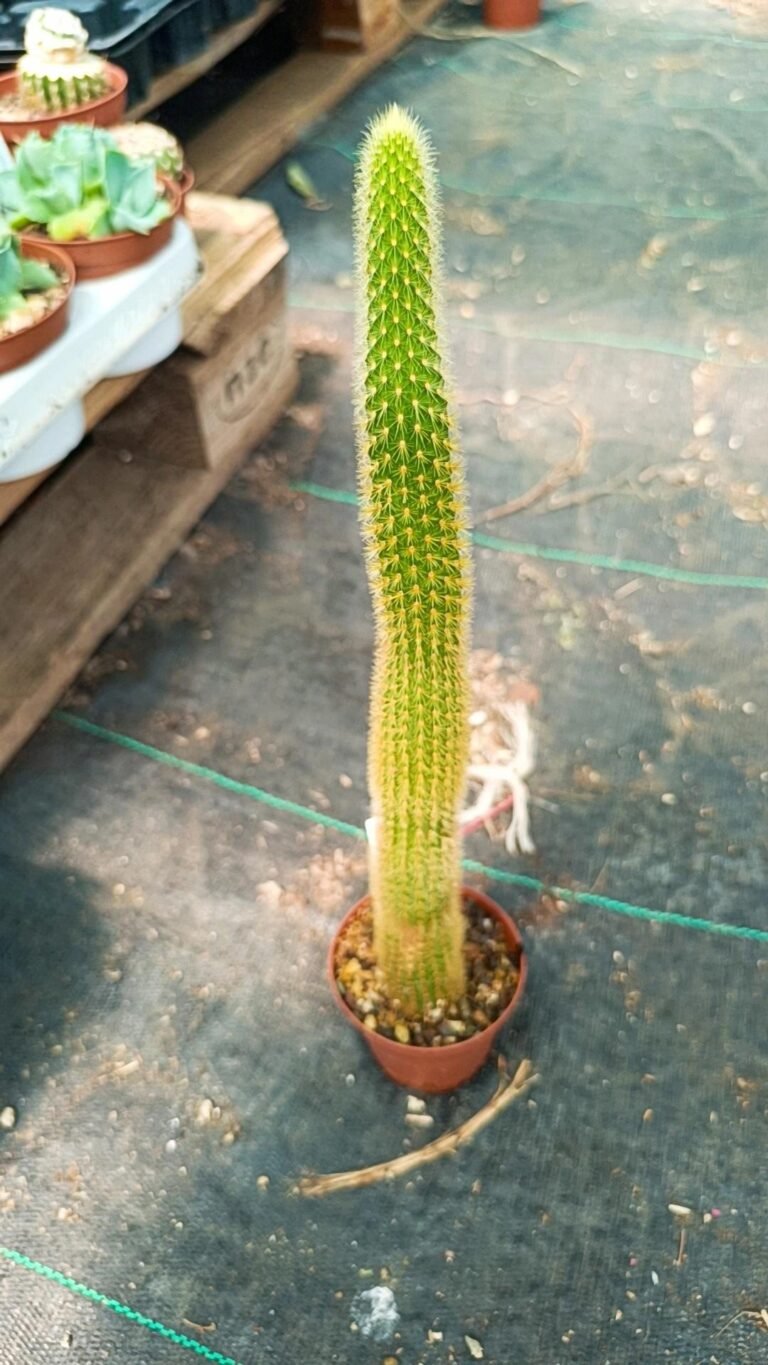 Hildewintera aureispina WK 262 Cochabamba Santa Cruz