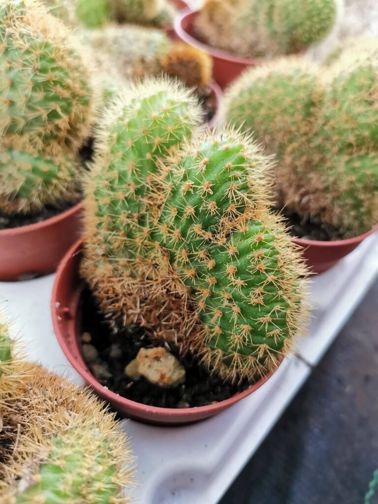 Hildewintera Aureispina Crestata