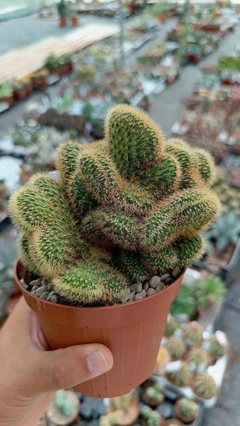 Hildewintera Aureispina Crestata