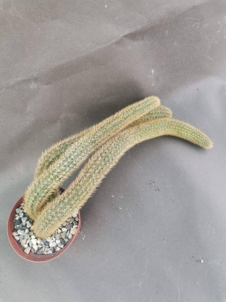 Hildewintera Aureispina hybrid cv Helms Neue