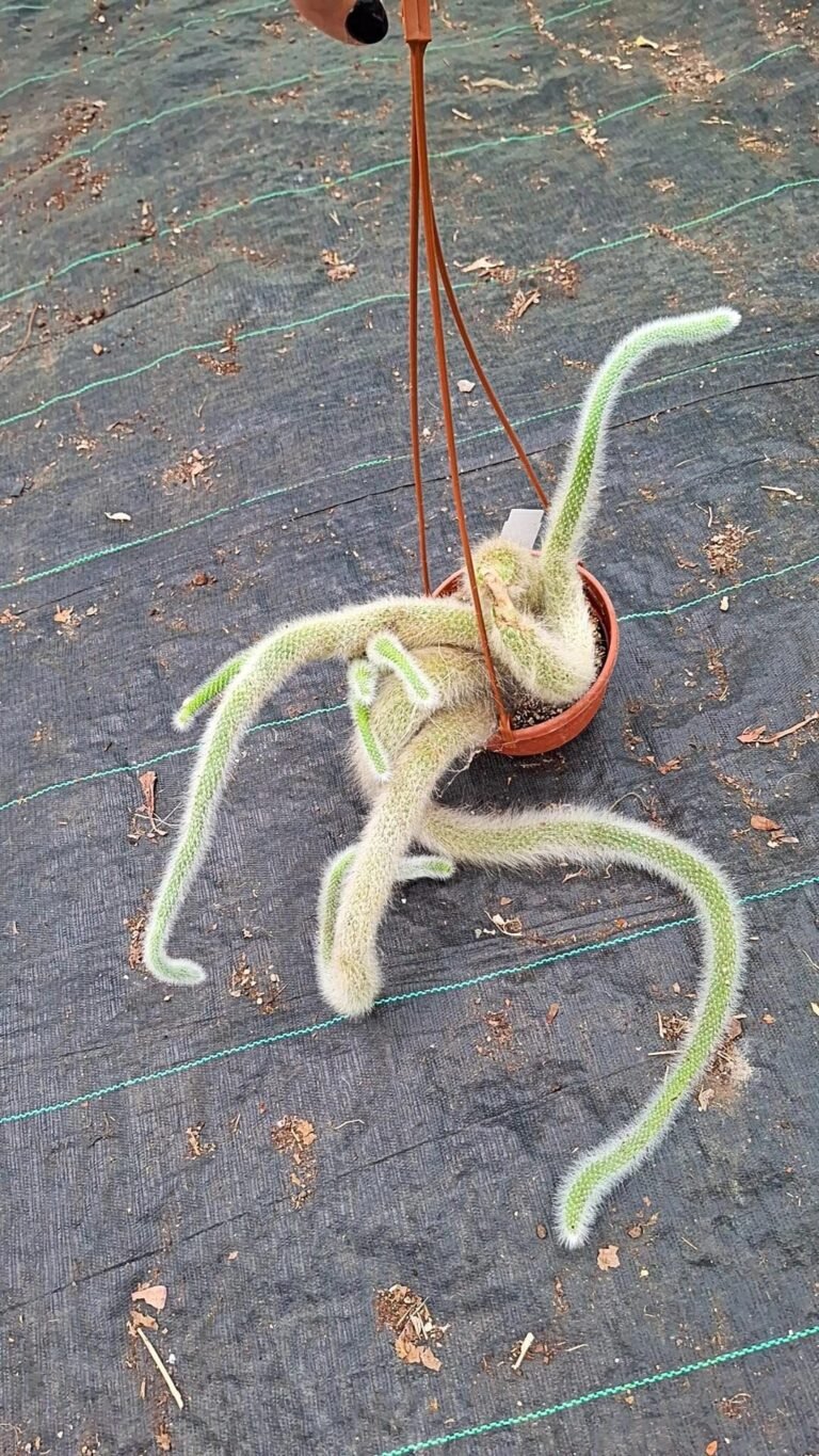 Hildewintera Colademononis Big
