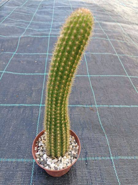 Hildewintera hybrid cv Humkes Anmut