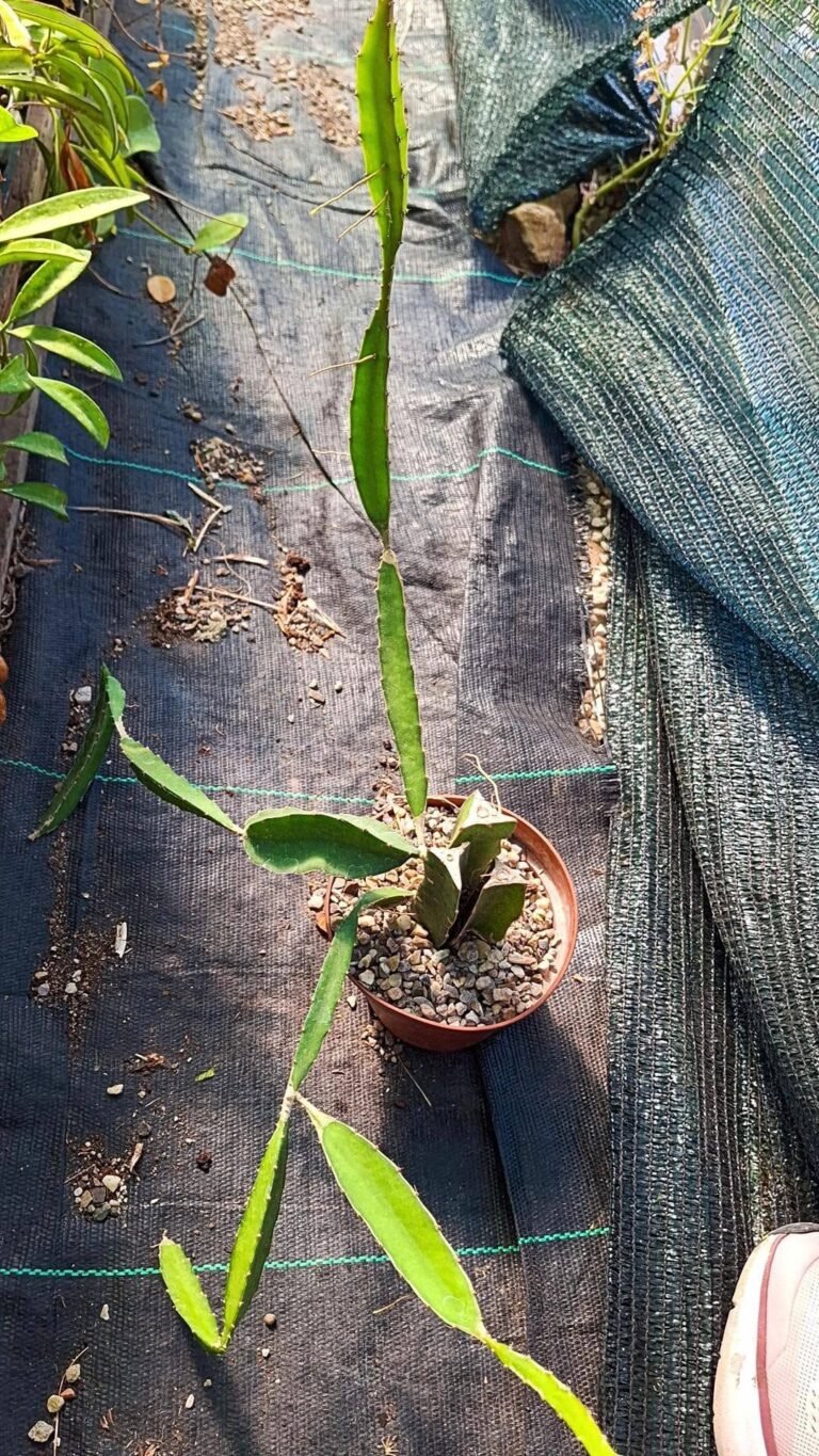 Hylocereus triangularis