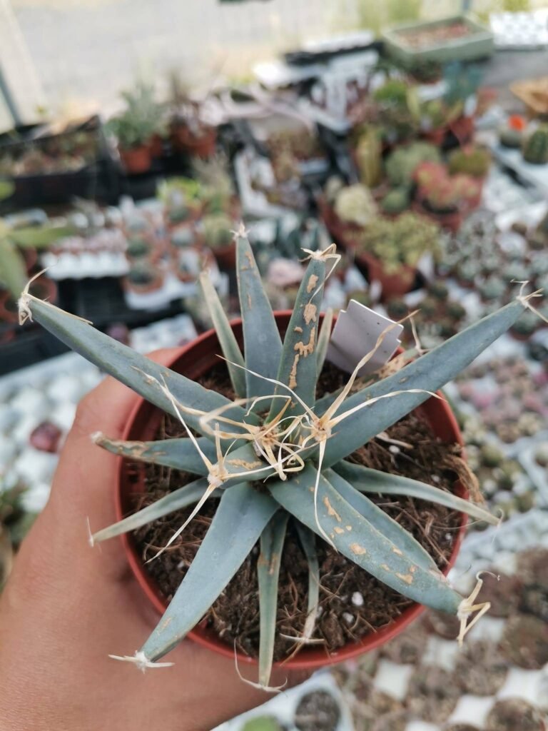 Leuchtenbergia Principis
