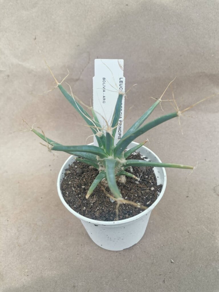 Leuchtenbergia Principis
