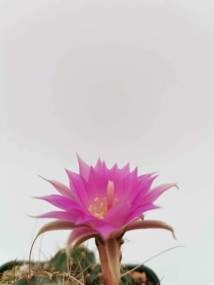 Lobivia Ferox