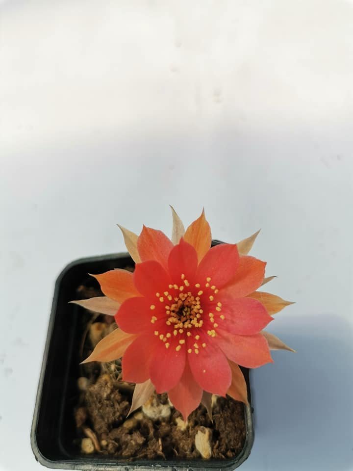 Lobivia Tiegeliana hybrid