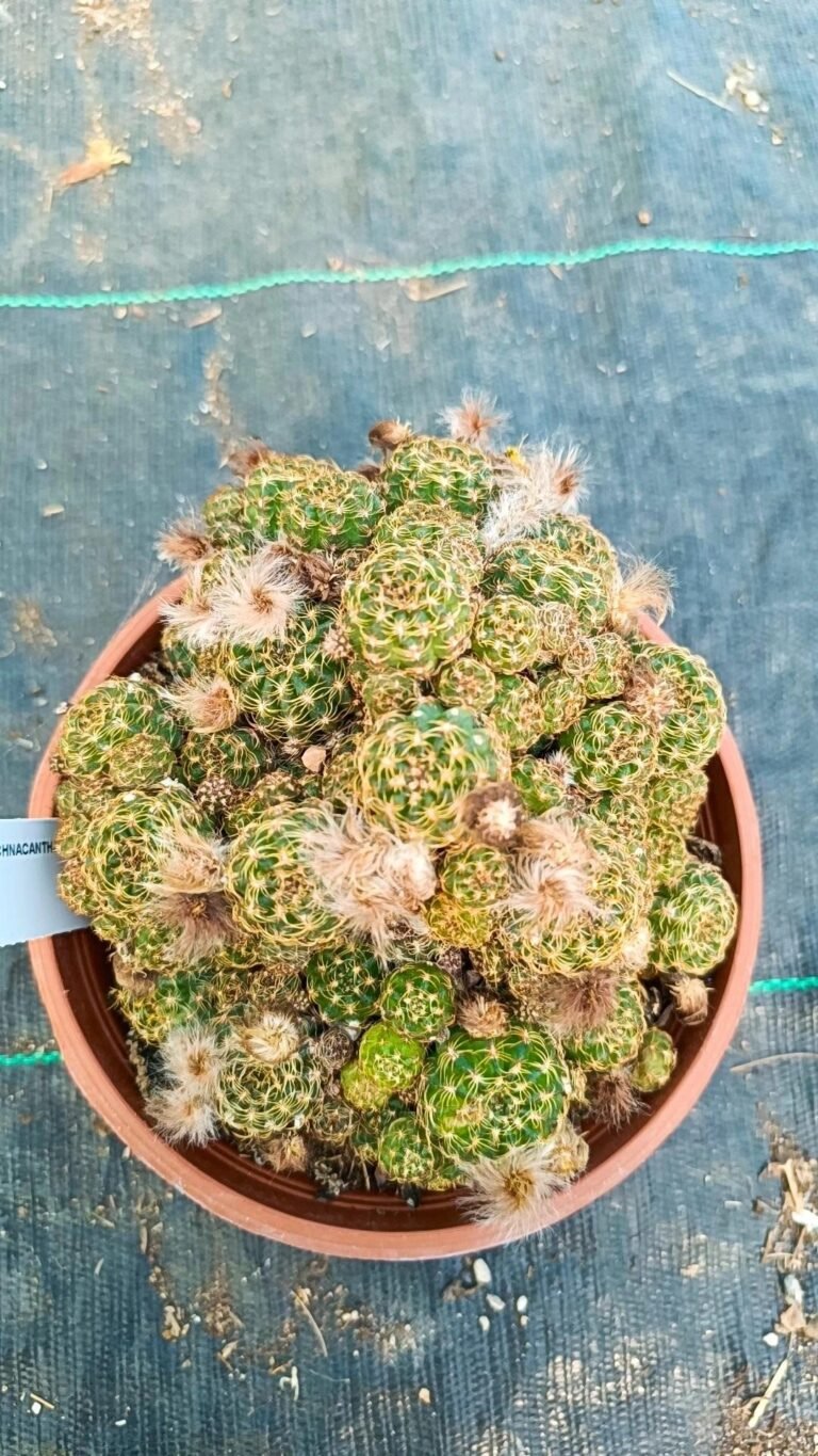 Lobivia Arachnacantha