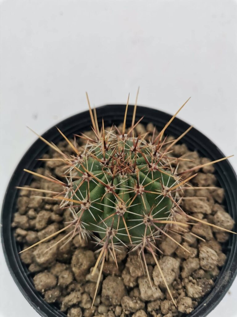 Lobivia Aurea v. Fallax