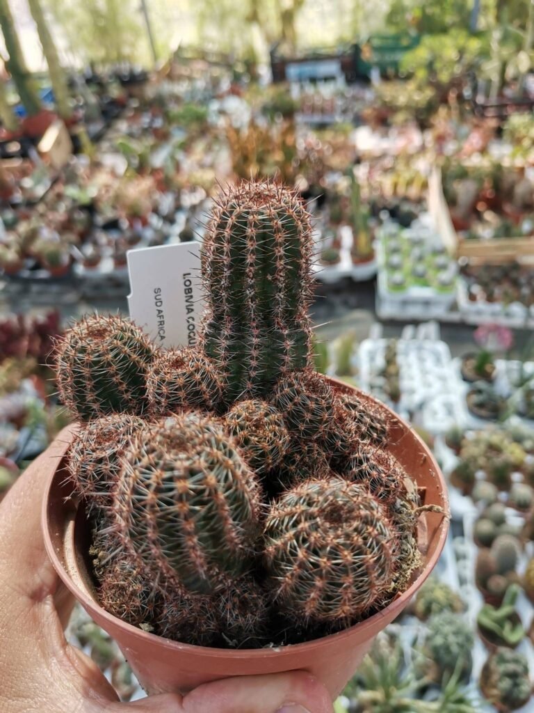 Lobivia Coquimbana
