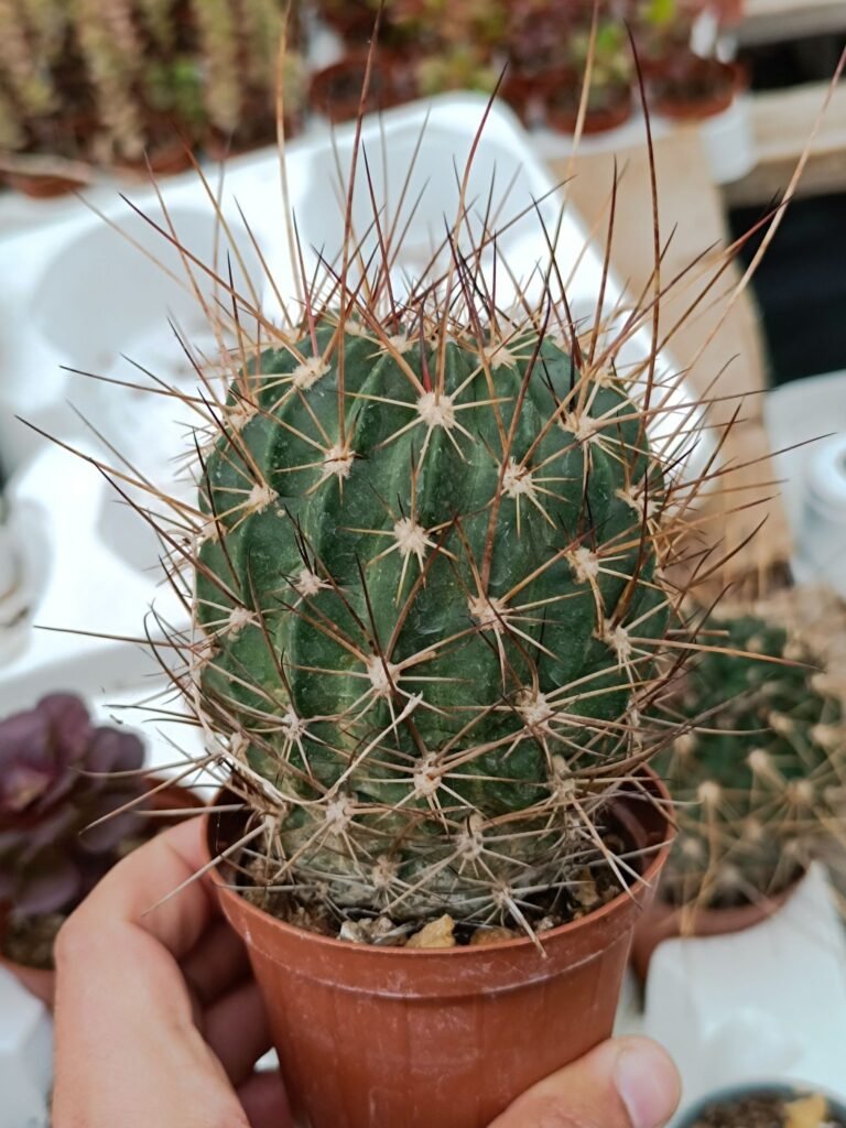 Lobivia ferox longispina