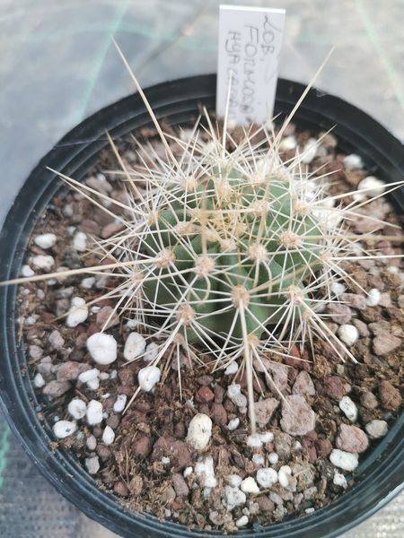 Lobivia Formosa v. Hyalacantha