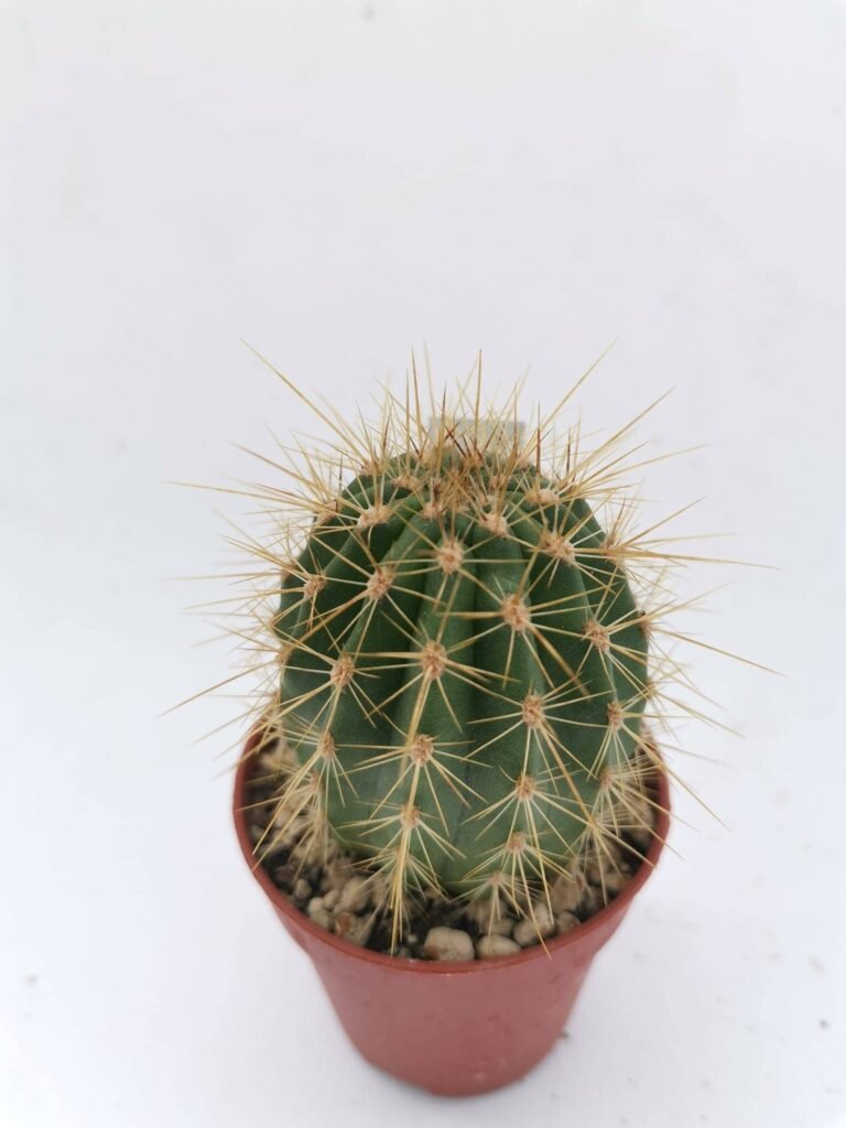 Lobivia Grandiflora Herzogii
