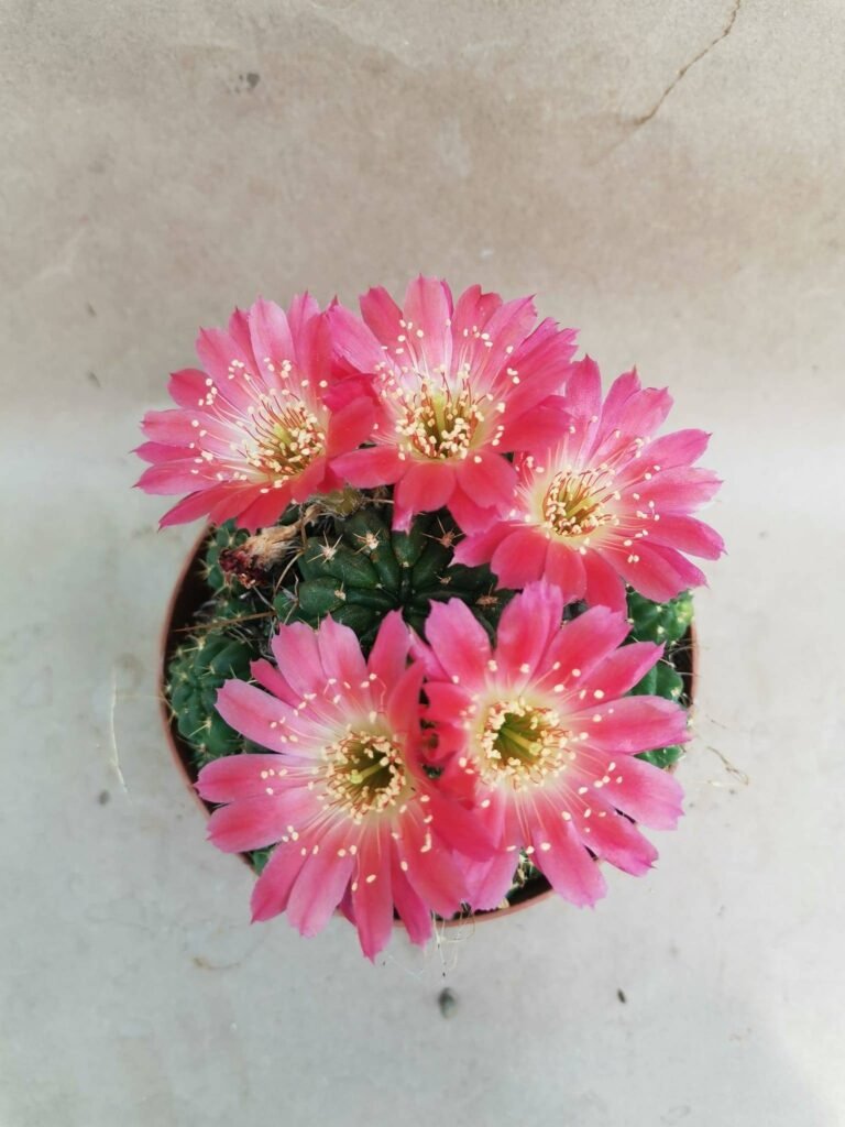 Lobivia maximiliani