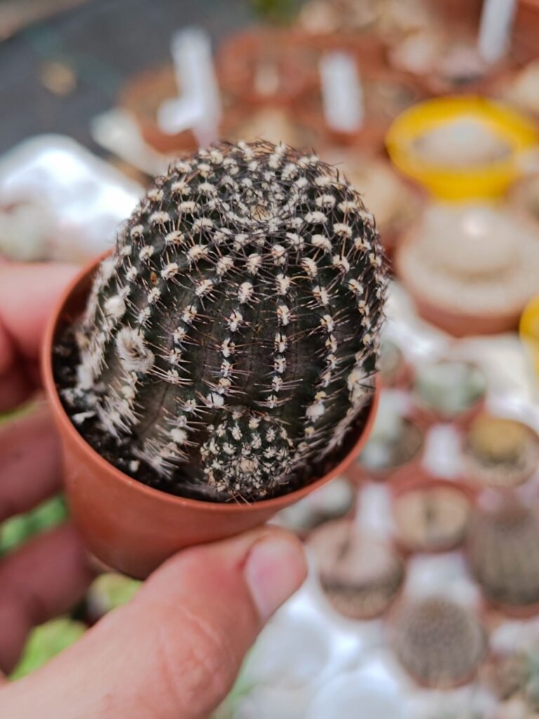 Lobivia sp