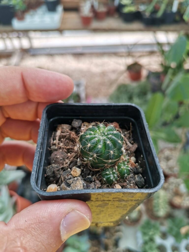 Lobivia fiore rosso