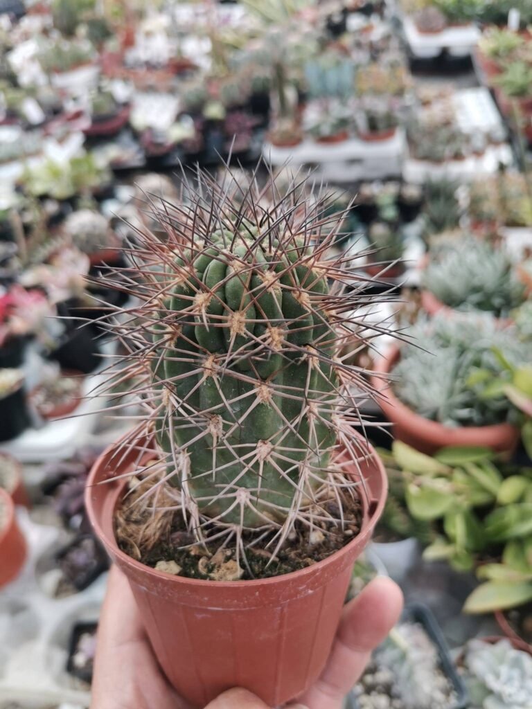 Lobivia Thionantha