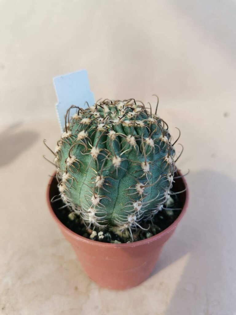 Lobivia Winteriana