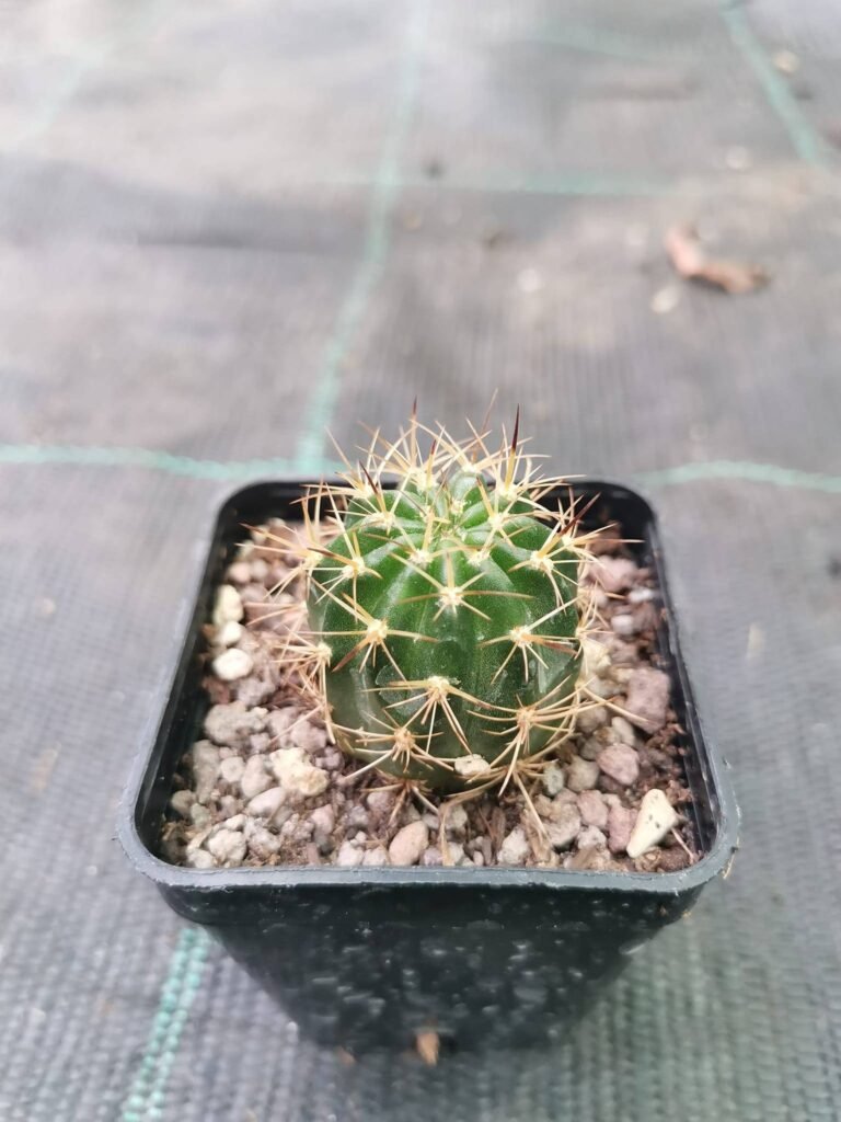 Lobivia Wrightiana v. Oliaoana