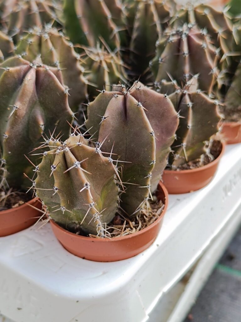 Lophocereus Schottii
