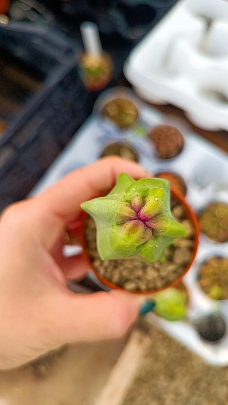 Lophocereus Schottii Mostruoso v. Minor