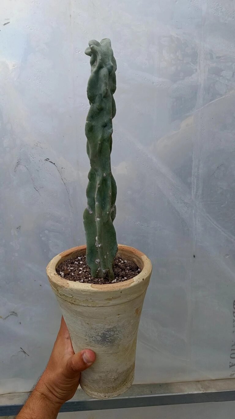 Lophocereus Schottii Mostruoso v. Minor